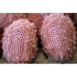 Teddy Family/ 2 sizes - UK